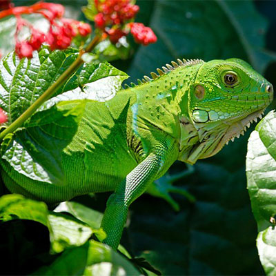 iguana